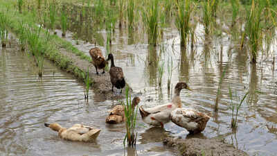 China’s rice fields have a duck workforce: The birds help control weeds and pests as farmers grow rice and fish