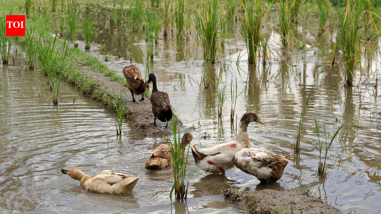 China's rice fields have a duck workforce: The birds help control weeds and pests as farmers grow rice and fish