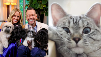 Jenny McCarthy co-hosted a pet competition that raised over $8 million to help complete a 25-acre wildlife rehabilitation centre in Washington