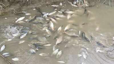 Thousands of dead fish found along Yamuna banks in Delhi’s Burari