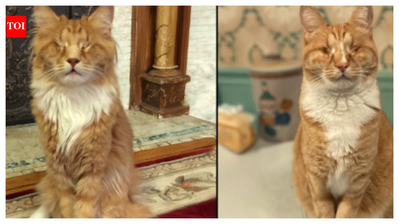 Gary and Shaggy, the two brother cats at the centre of the Marfan syndrome study