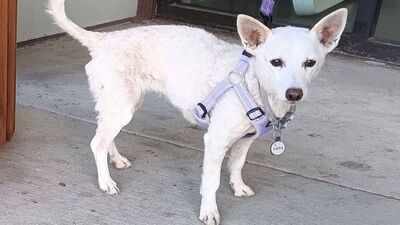 A 10-year-old Jack Russell terrier escaped a Yellowstone cabin and survived 34 days in the park; rescuers trapped her just before winter ended the search after she lost about 10 pounds, nearly half her weight