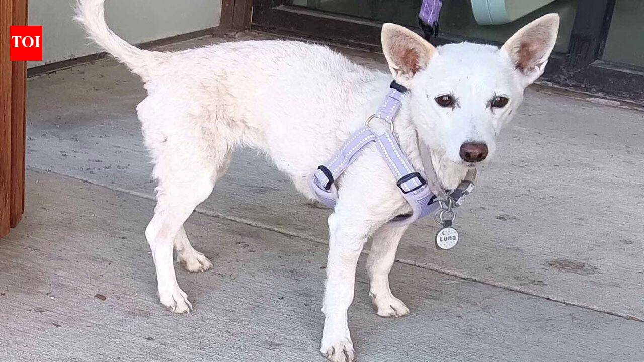 United States: Missing dog rescued after 34 days in Yellowstone National Park