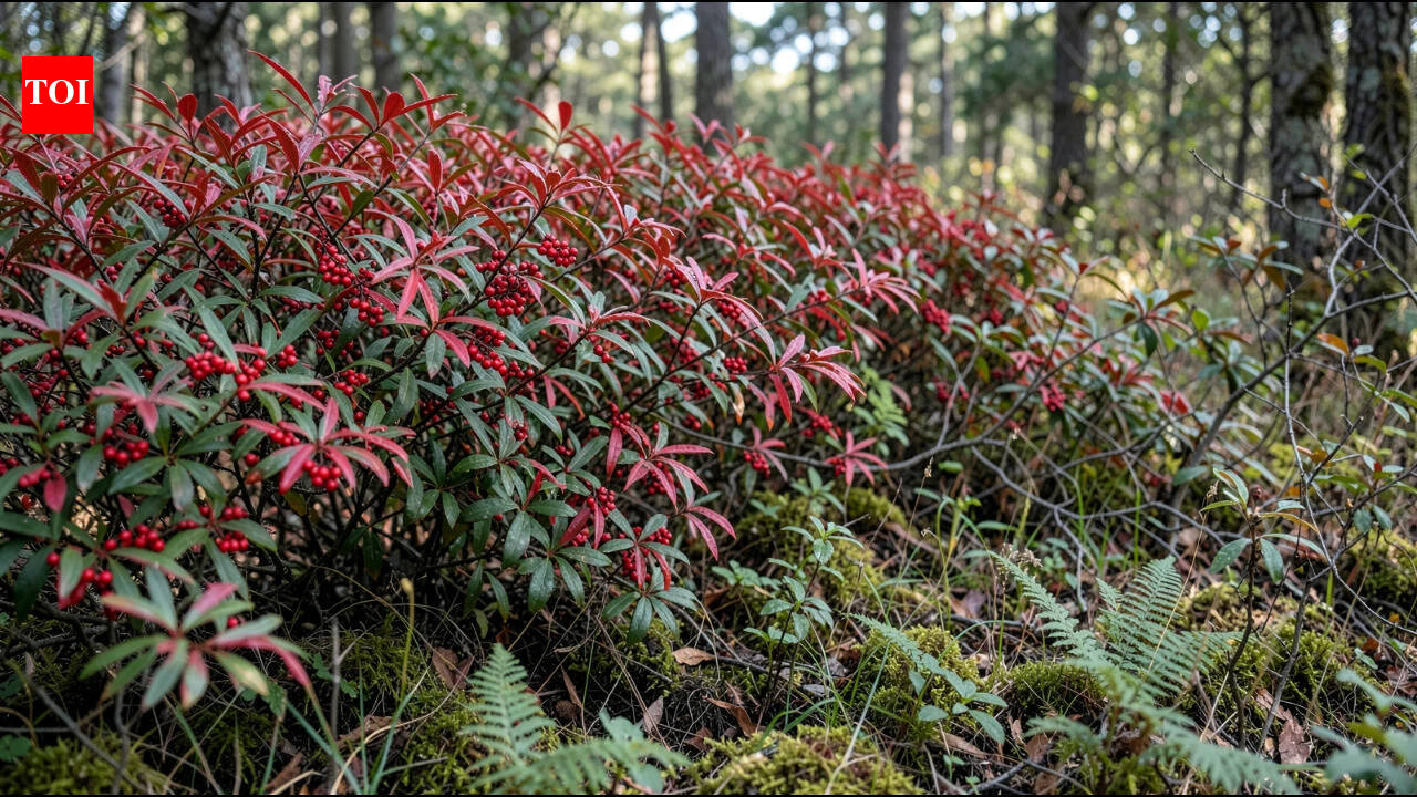 That 'pretty' garden shrub is actually a killer: Why this invasive plant is a 'death trap' for local birds.