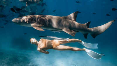 Scientists surveyed people who went on shark tours in Hawaii and found they were 40% more likely to engage in shark conservation than they would have been without the experience