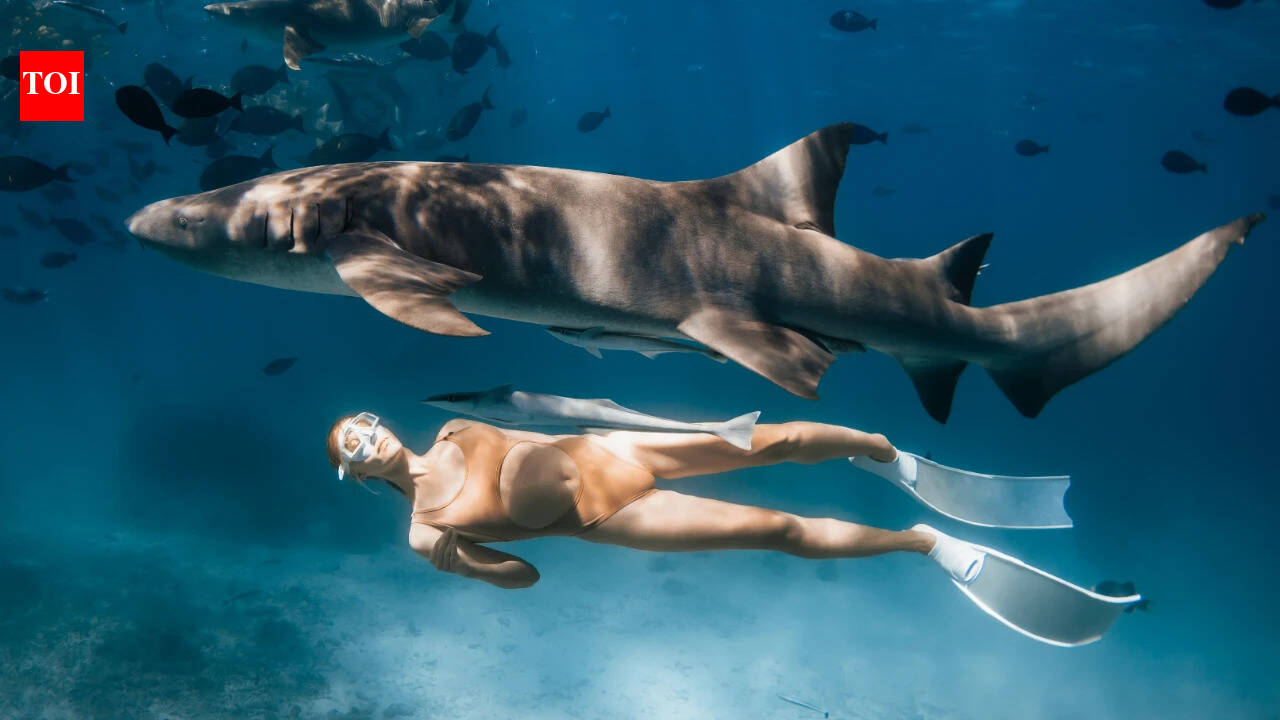 Shark tours make people 40% more likely to protect sharks