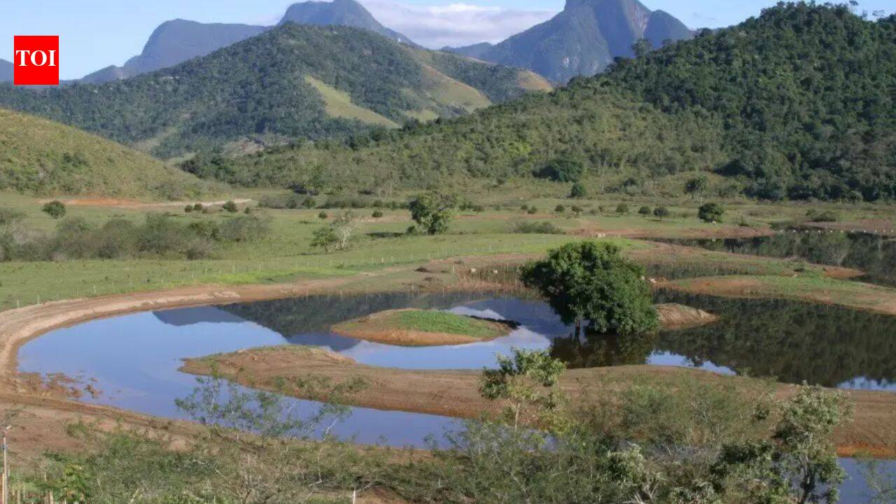 After 20 years of hope, Brazil just 'reconnected' a forest—and the wildlife is finally coming home.