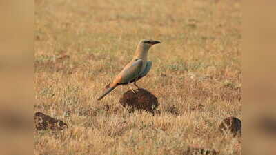 Pune birders record 254 species in Wild Bird Day marathon