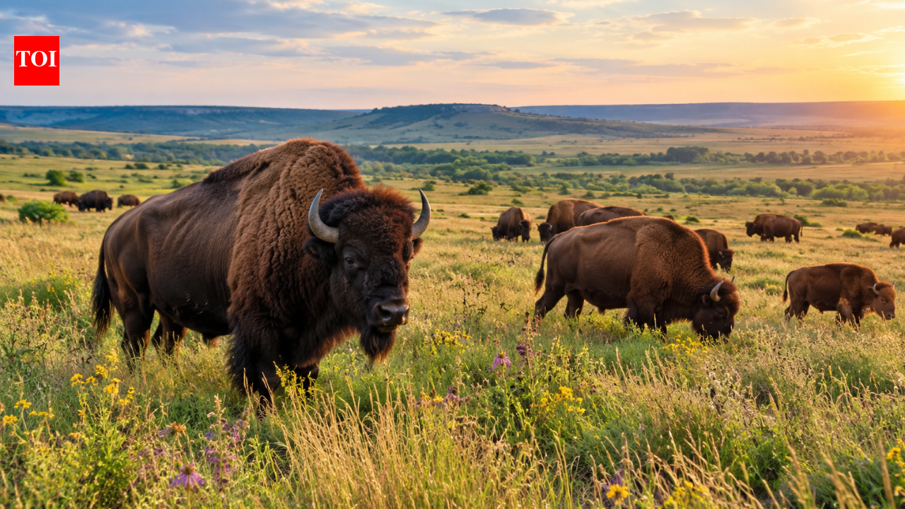 From 300 to 2,000: How one rancher’s ‘wild dream’ is single-handedly saving an entire ecosystem.