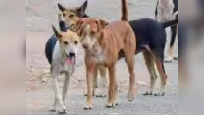 All bark, no bite: Dog lovers fail to walk the talk to adopt strays from the beach