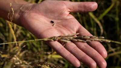 Italian farmer gave up a third of her rice fields for wildlife ...