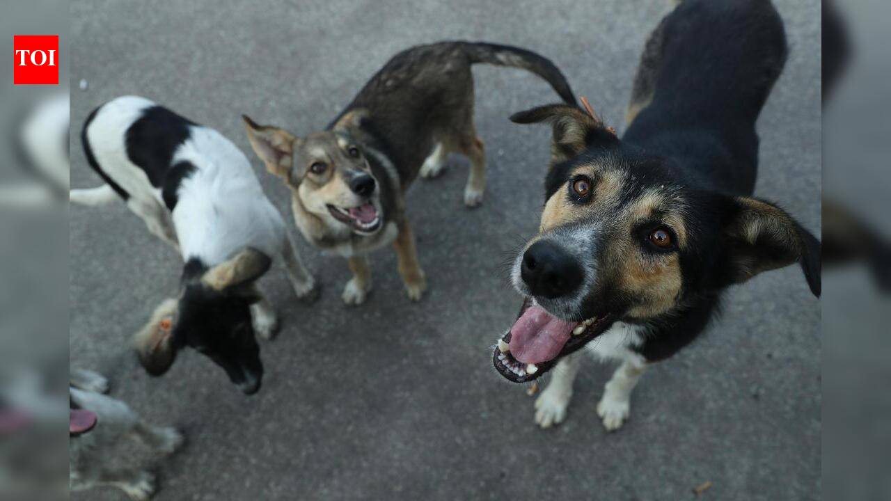 Dependence on private vets, NGOs won’t help: HP HC flags gaps in stray dog sterilisation