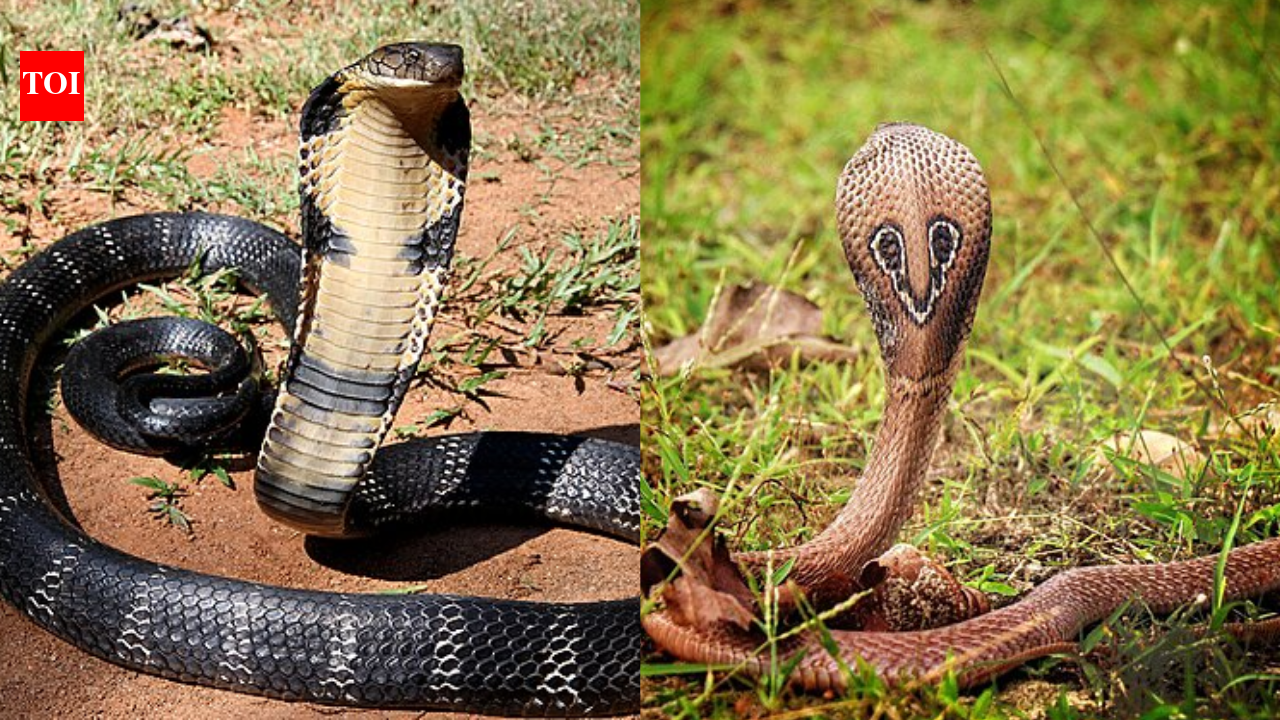 Sri Lanka’s cobras are a 'distinct species'—a 2-million-year-old mystery finally solved by science.