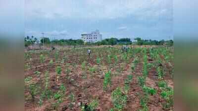 Namakkal corporation creates two Miyawaki mini forests with 14,000 saplings in Thummangurichi