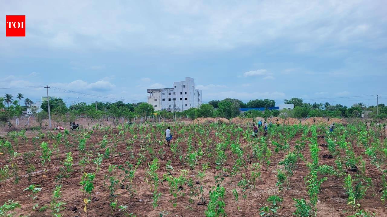 Namakkal corporation creates two Miyawaki mini forests with 14,000 saplings in Thummangurichi
