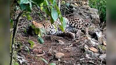 Ailing leopard found near Valparai in ATR dies despite treatment