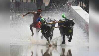 Buffaloes blaze down track in prelude to Mysuru’s first Dasara Kambala