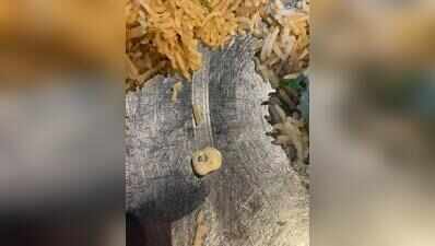 Diner finds human tooth in mutton mandi at Madhapur eatery