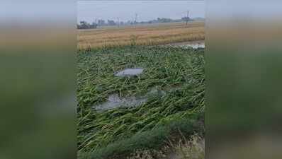 Heavy rains, hailstorm, thunderstorm second time in four days cause damage to crops