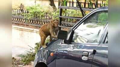‘Suggestions not enough’: HC seeks report on action taken by UP panel to check monkey population