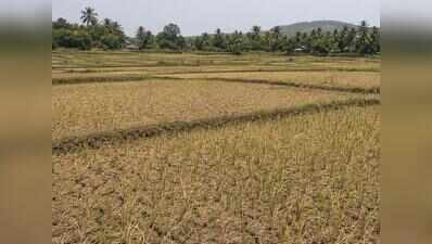 25ha of paddy hit by Goa’s driest monsoon in 50 years