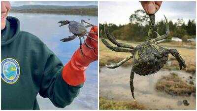 Washington captures record 2.16 million invasive green crabs in 2025-26; first detected in 2016, the species threatens marine life despite $8 million in funding, with no populations eradicated