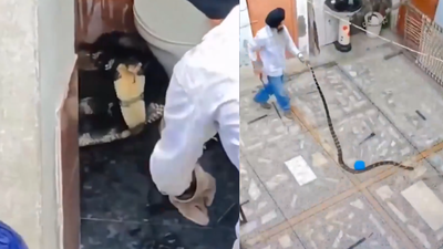 Giant king cobra in the toilet: 10-foot-long King Cobra snake found hissing and raising its hood in a bathroom in Paonta Sahib; forest department releases it in Khara Forest