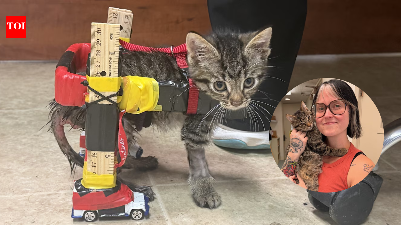 United States: Shelter kitten with mobility needs finds home after receiving custom wheelchair