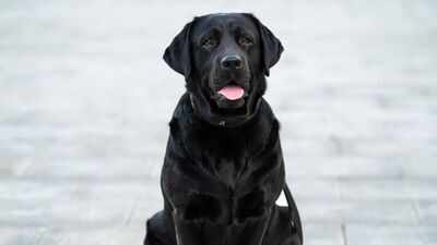 A Scottish Labrador once trained for mountain rescue learned to sniff out an invasive marine creature called ‘sea vomit’; after finding hundreds of colonies, Sgiath was named Animal of the Year