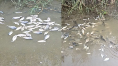 Dead fish in ‘cleanest’ Yamuna stretch in city raise alarm over pollution after monsoon