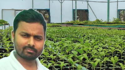 He tried grafted brinjal on just 0.125 hectare and earned ₹2.27 lakh net; the next year, UP farmer Gaurav Maurya sold nearly 75,000 grafted seedlings and earned another ₹3.37 lakh