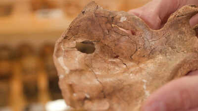 A Neanderthal survived a severe facial injury for at least a year before dying 75,000 years ago; a 15mm shoulder-blade hole may be the earliest evidence of lethal violence with a wooden spear