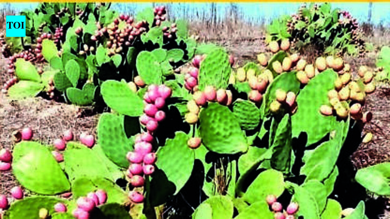 Spineless cactus could become the backbone of Marathwada’s fodder fight