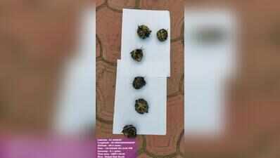 Bait bomb made in neighbouring Deogarh with goat skin