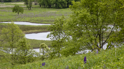 An Iowa couple bought 40 acres choked with invasive plants; after discovering rare ecosystems beneath the overgrowth, they restored the land into wetlands attracting sandhill cranes