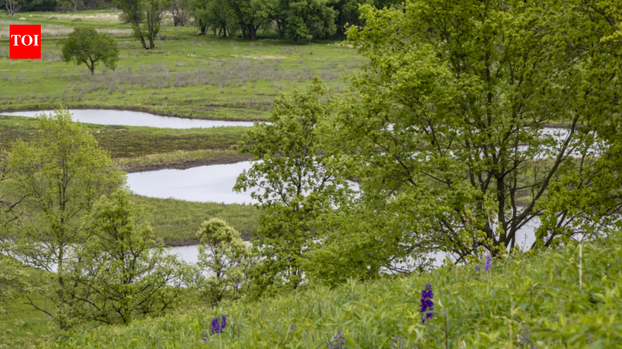 Iowa couple restore 40 acres choked with invasive plants; rare habitats draw sandhill cranes