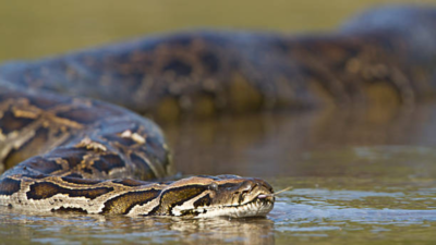 Burmese pythons are helping scientists investigate invisible pollution in the Everglades: Here's how a destructive invasive predator reveals what is contaminating an ecosystem