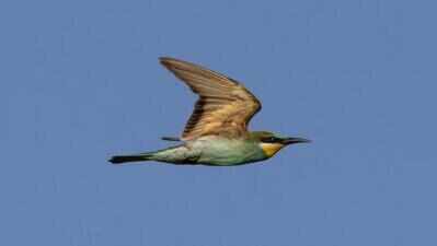 European bee-eater makes a rare visit to Adyar estuary