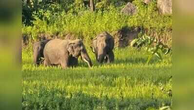 Keralam govt’s move to open Mattupetty grasslands for tourism raises questions