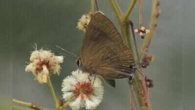 Green spaces on MU campus offer clues to biodiversity health