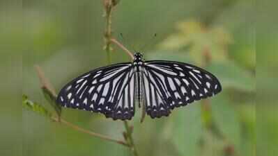 Green spaces on MU campus offer clues to biodiversity health