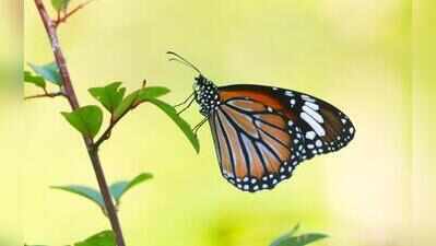 Green spaces on MU campus offer clues to biodiversity health