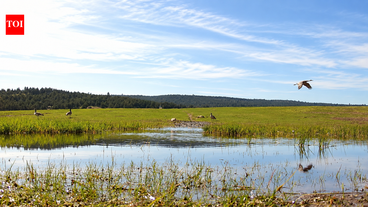 An Oregon couple had 14 acres too wet for hay but too dry for wildlife; they restored it into a wetland that attracted birds within days and helped reduce flooding on their ranch