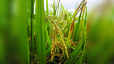 Paddy expansion needs 170 tmc water a year, warns study