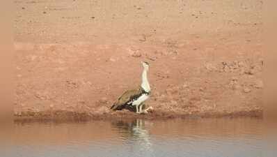 Army revives two ponds in Thar to help wildlife tide over water scarcity