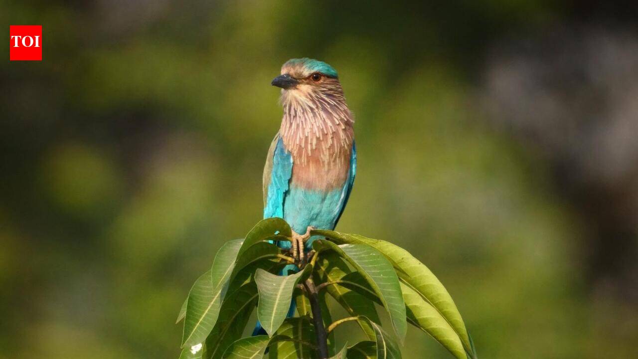 Indian roller birds sighted at farms in Kharghar, Navi Mumbai