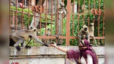 Safe puja: Forest div plans steps to keep monkeys at bay