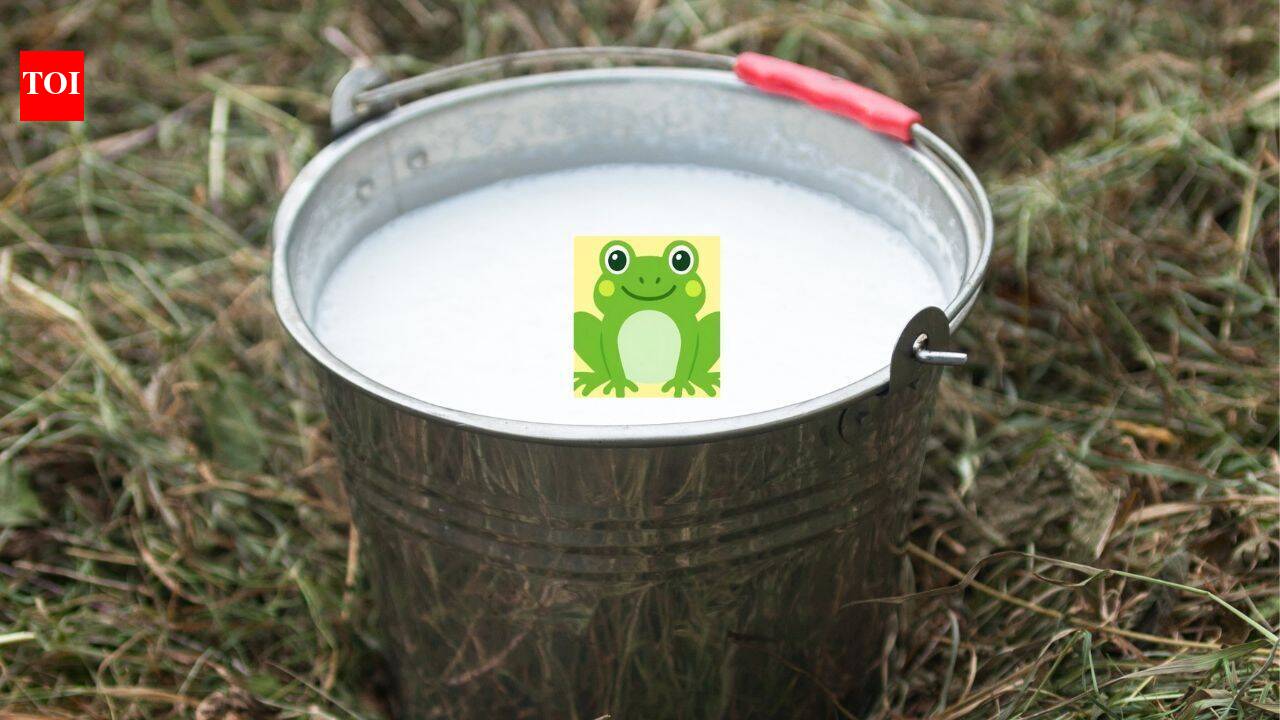 In Finland, people once put live frogs in milk to keep it fresh; the strange tradition
