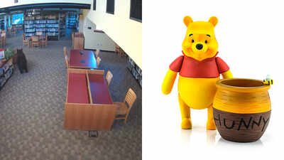 Black Bear breaks into California library and goes straight for the honey on Winnie-the-Pooh’s 100th birthday