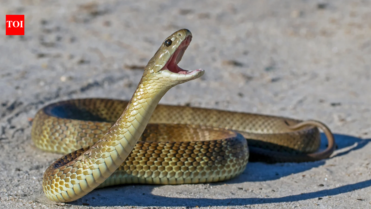 Snakes Found Inside Airport: Venomous western browns spotted in terminal; experts explain heat-driven visits